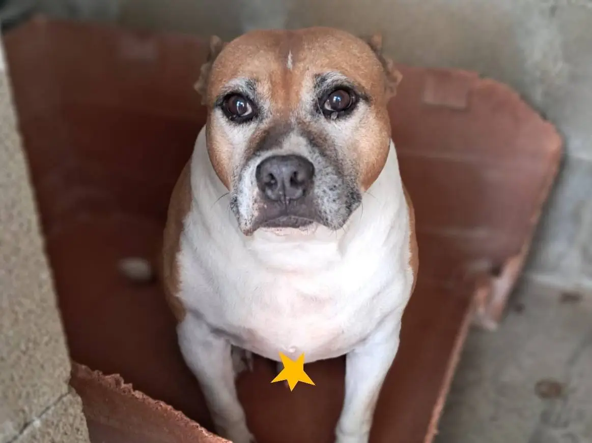 Adotta un cane, maschio, 13 anni e 8 mesi, Brescia