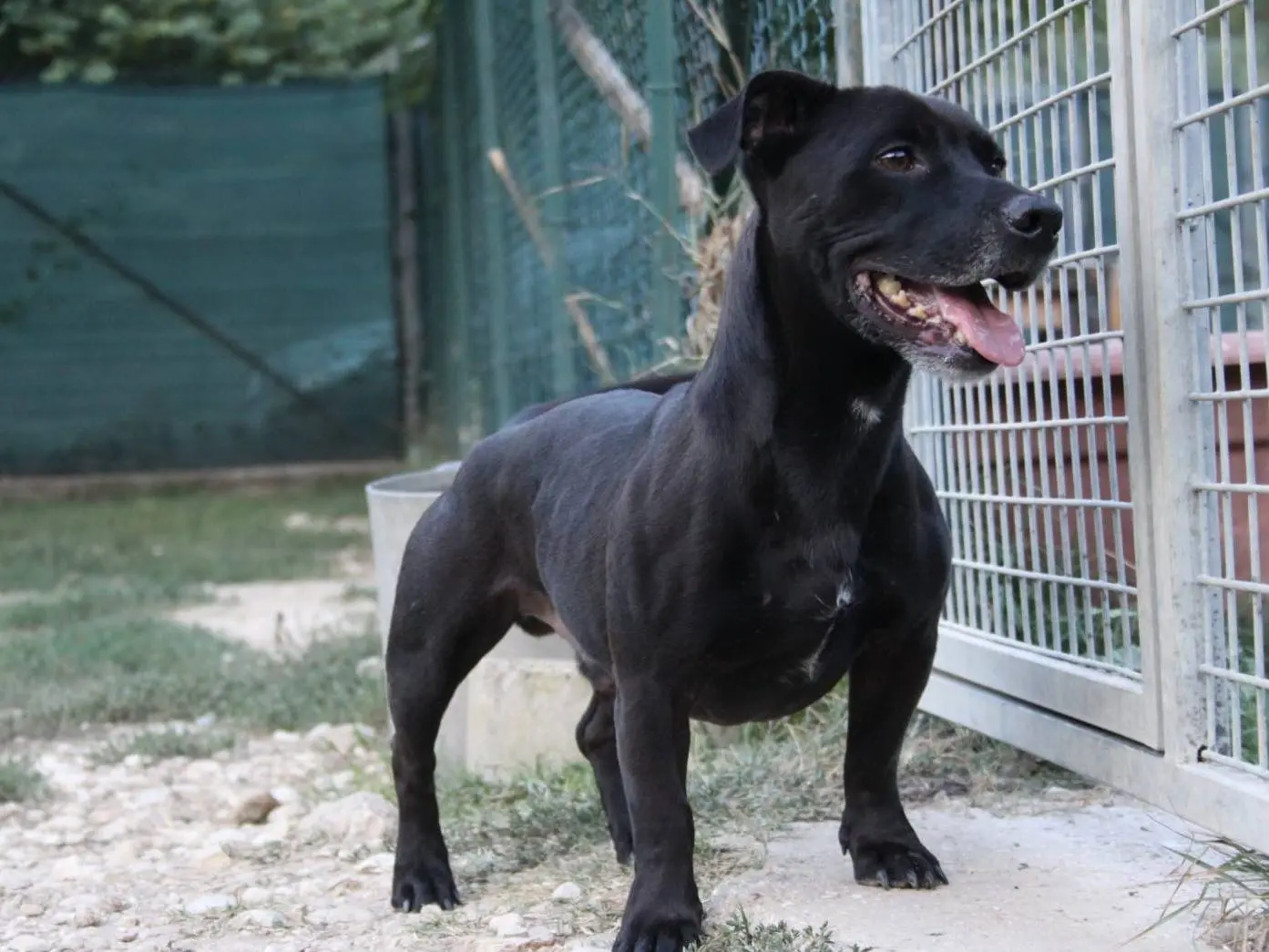 Adotta un cane, maschio, 8 anni e 8 mesi, Terni