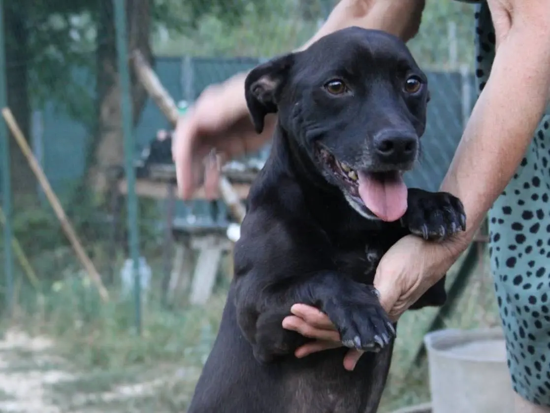 Adozione cane, maschio, Razza sconosciuta Razza sconosciuta, 8 anni e 8 mesi, taglia piccola, Terni