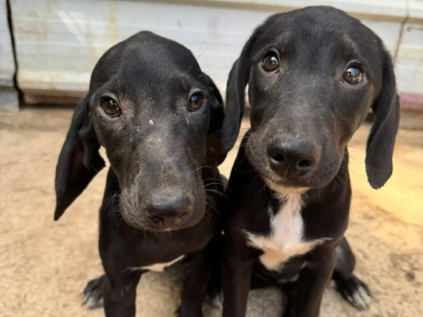 Adozione cane, femmina, Razza sconosciuta Razza sconosciuta, 6 mesi, taglia media contenuta, Firenze