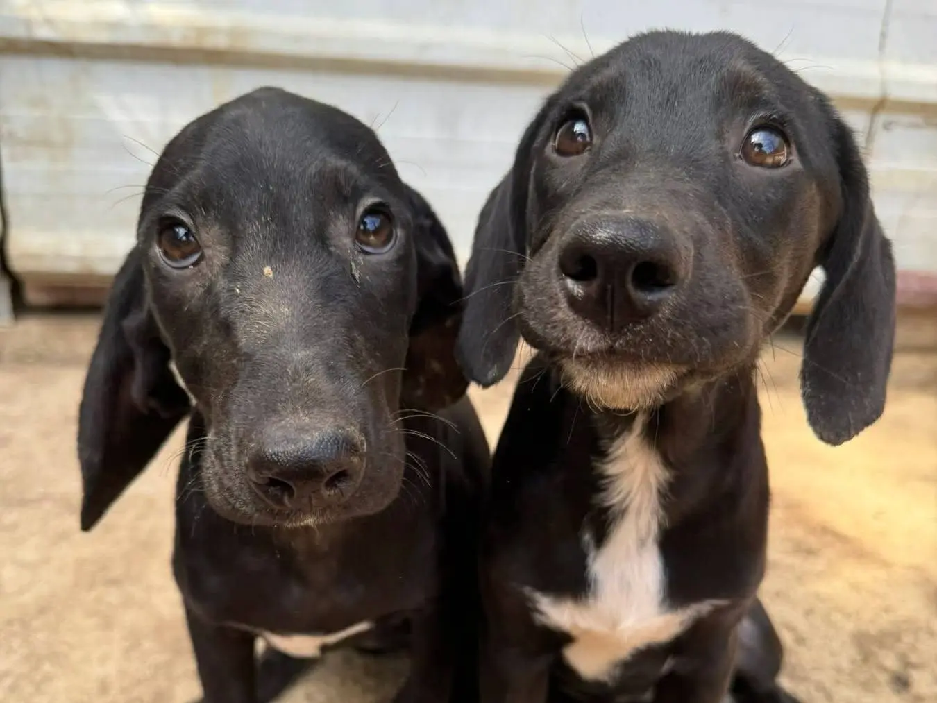 Adotta un cane, femmina, 6 mesi, Firenze