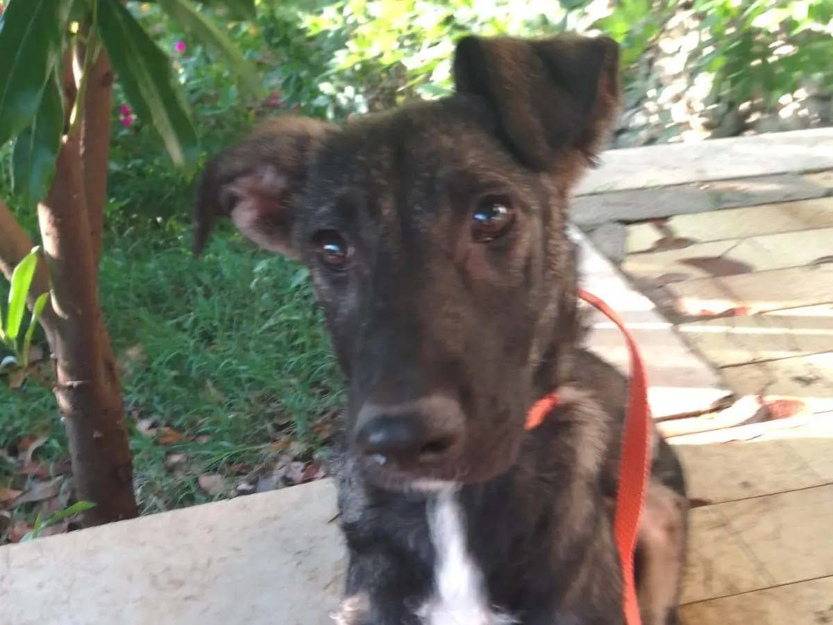 Adotta un cane, femmina, 1 anno e 6 mesi, Avellino