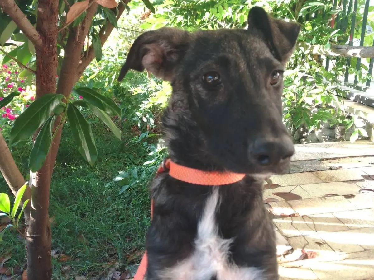 Adozione cane, femmina, Razza sconosciuta Razza sconosciuta, 1 anno e 6 mesi, taglia media, Avellino