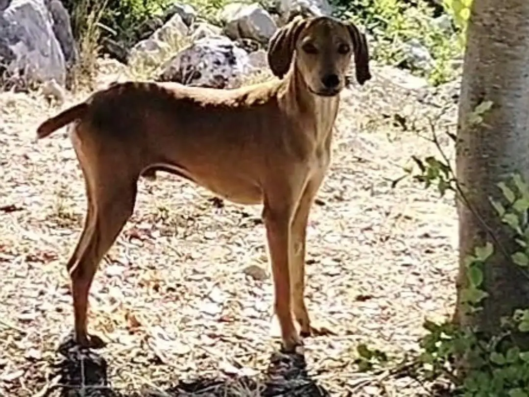 Adotta un cane, maschio, 1 anno e 5 mesi, Latina