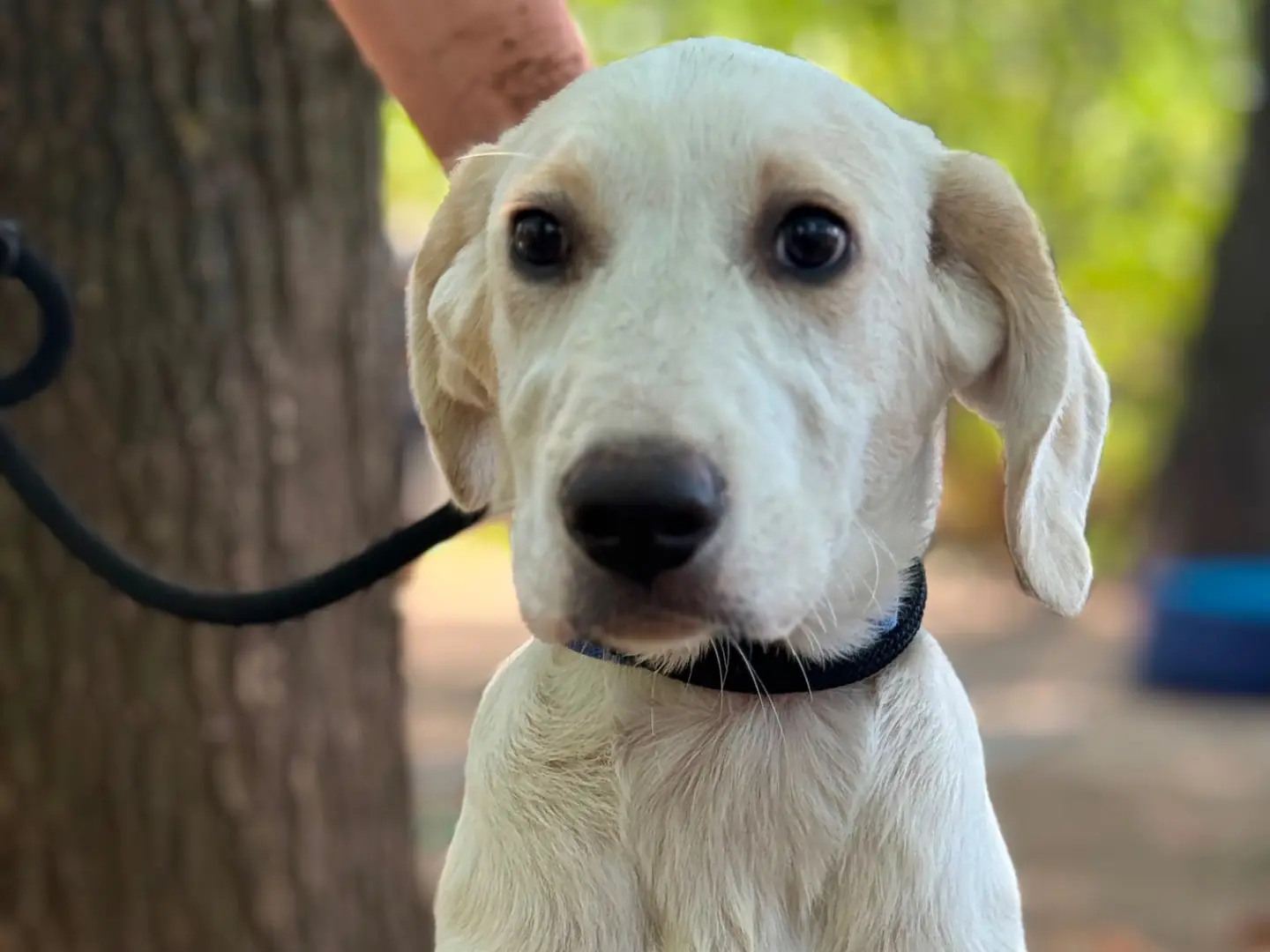 Adotta un cane, maschio, 7 mesi, Milano