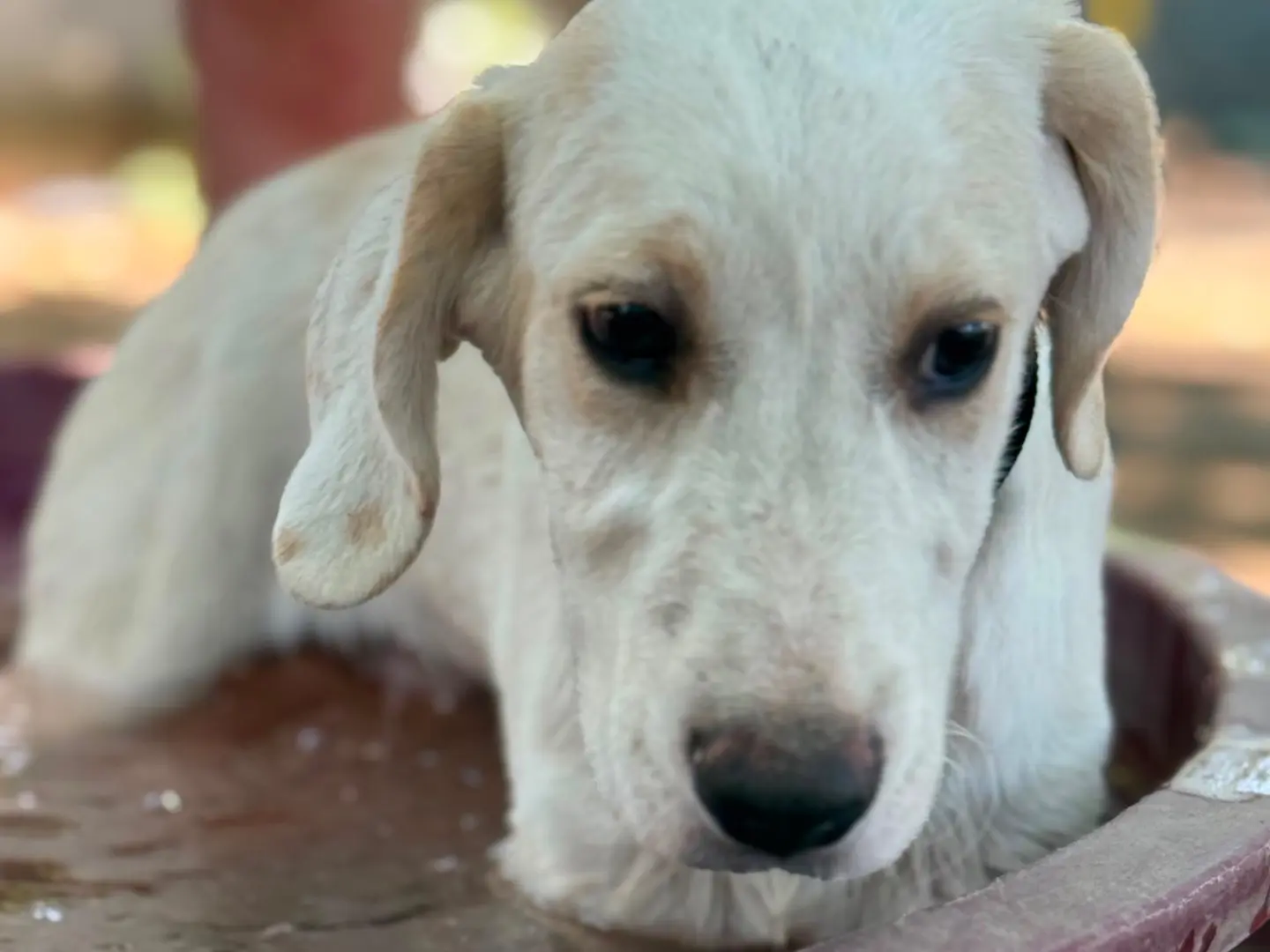 Adotta il cane Mirò a Milano