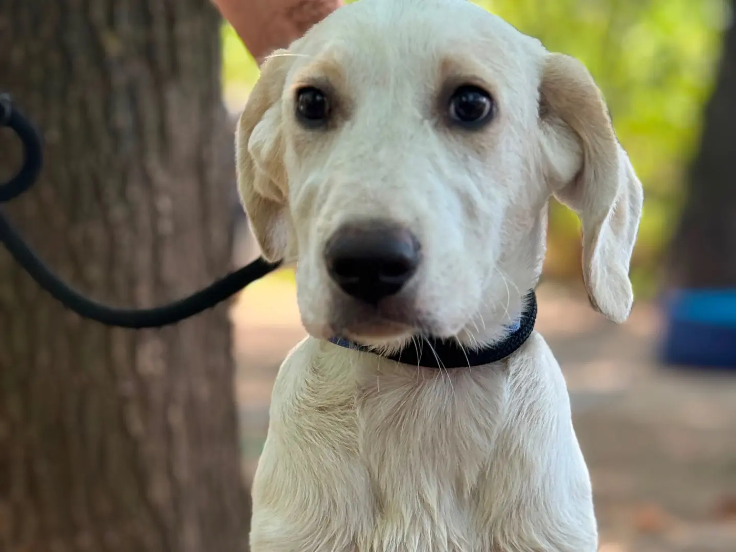 Vuoi adottare un cane a Milano?