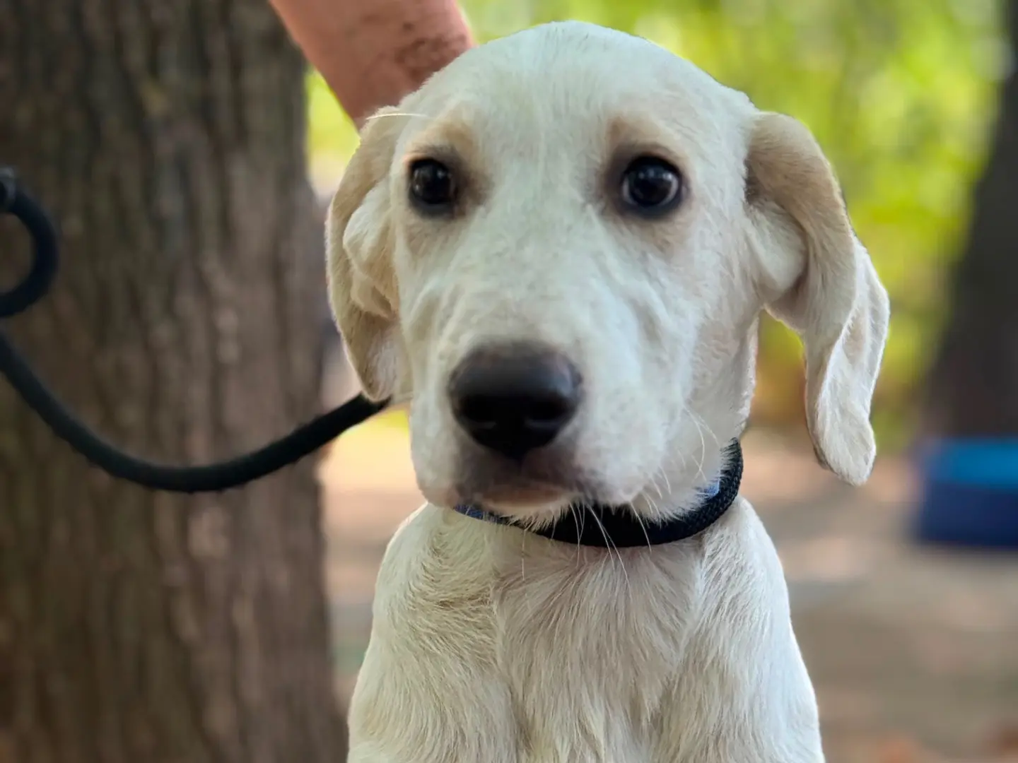Adozione cane, maschio, Razza sconosciuta Razza sconosciuta, 7 mesi, taglia media, Milano