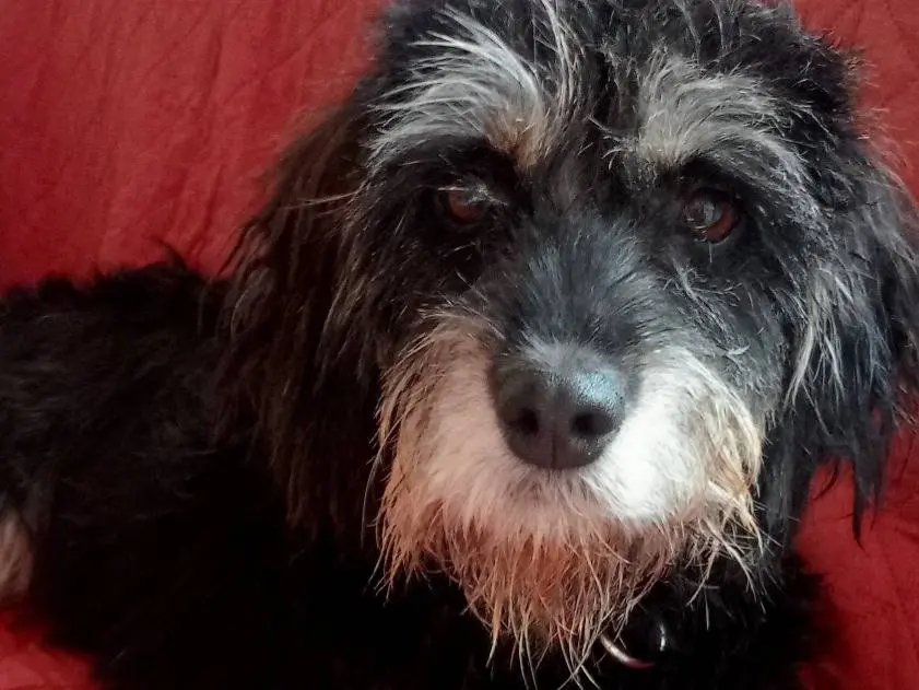 Foto 3 dell'animale