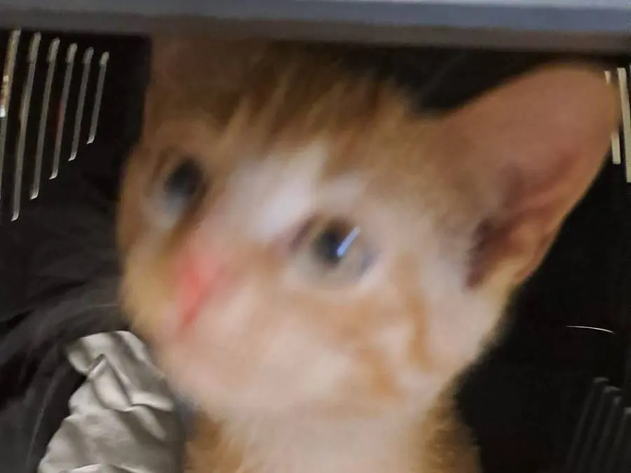 Adozione gatto, maschio, Razza sconosciuta Razza sconosciuta, 2 mesi, taglia non valida, Ravenna