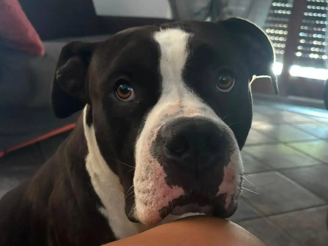Adozione cane, maschio, Amstaff Razza sconosciuta, 3 anni e 5 mesi, taglia grande, Milano