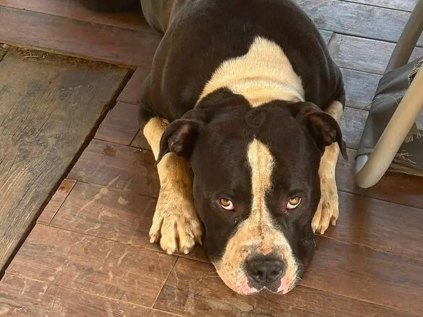 Adotta un cane, maschio, 3 anni e 5 mesi, Milano