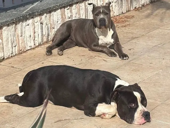 Adotta un cane, taglia grande, maschio, Milano