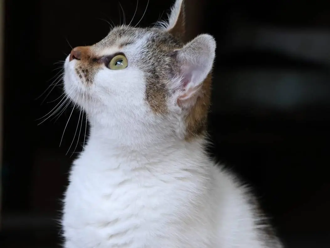 Adotta un gatto, taglia non valida, femmina, Roma