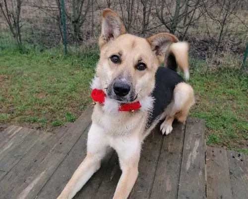 Vuoi adottare un cane a Pavia?