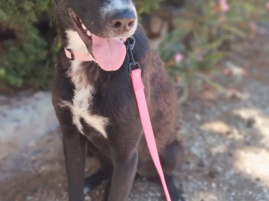 Adozione cane, maschio, Razza sconosciuta Razza sconosciuta, 2 anni e 6 mesi, taglia media, Agrigento