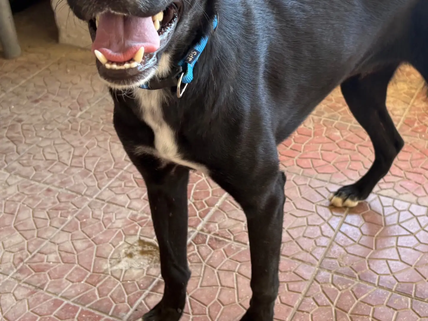 Adotta un cane, taglia media, maschio, Agrigento