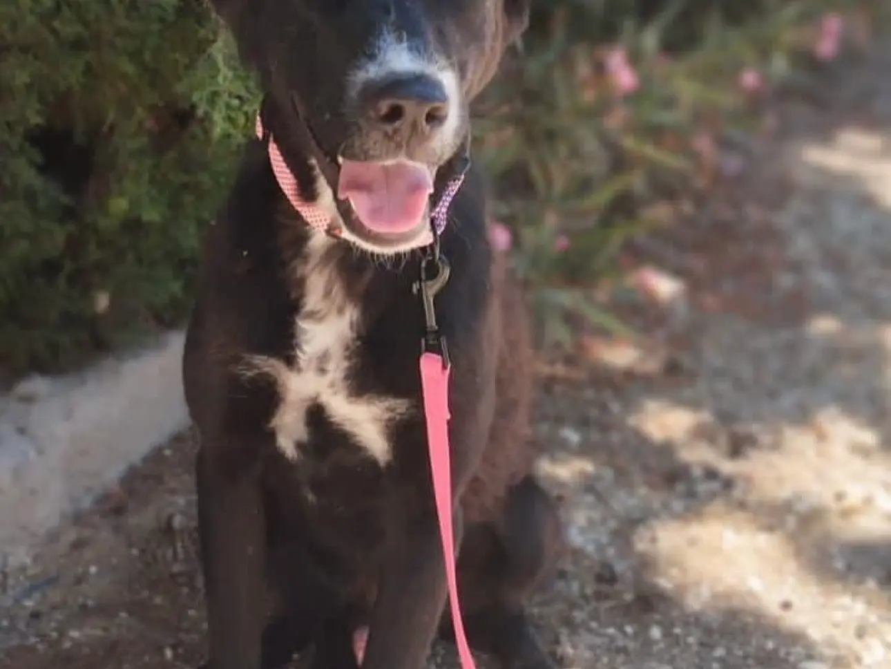 Adotta un cane, maschio, 2 anni e 6 mesi, Agrigento