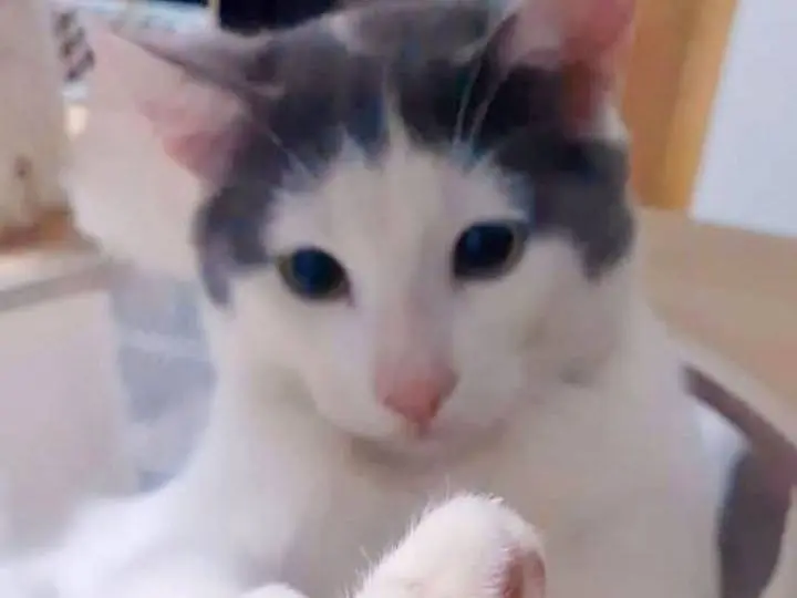 Adozione gatto, maschio, Razza sconosciuta Razza sconosciuta, 1 anno e 9 mesi, taglia non valida, Catania