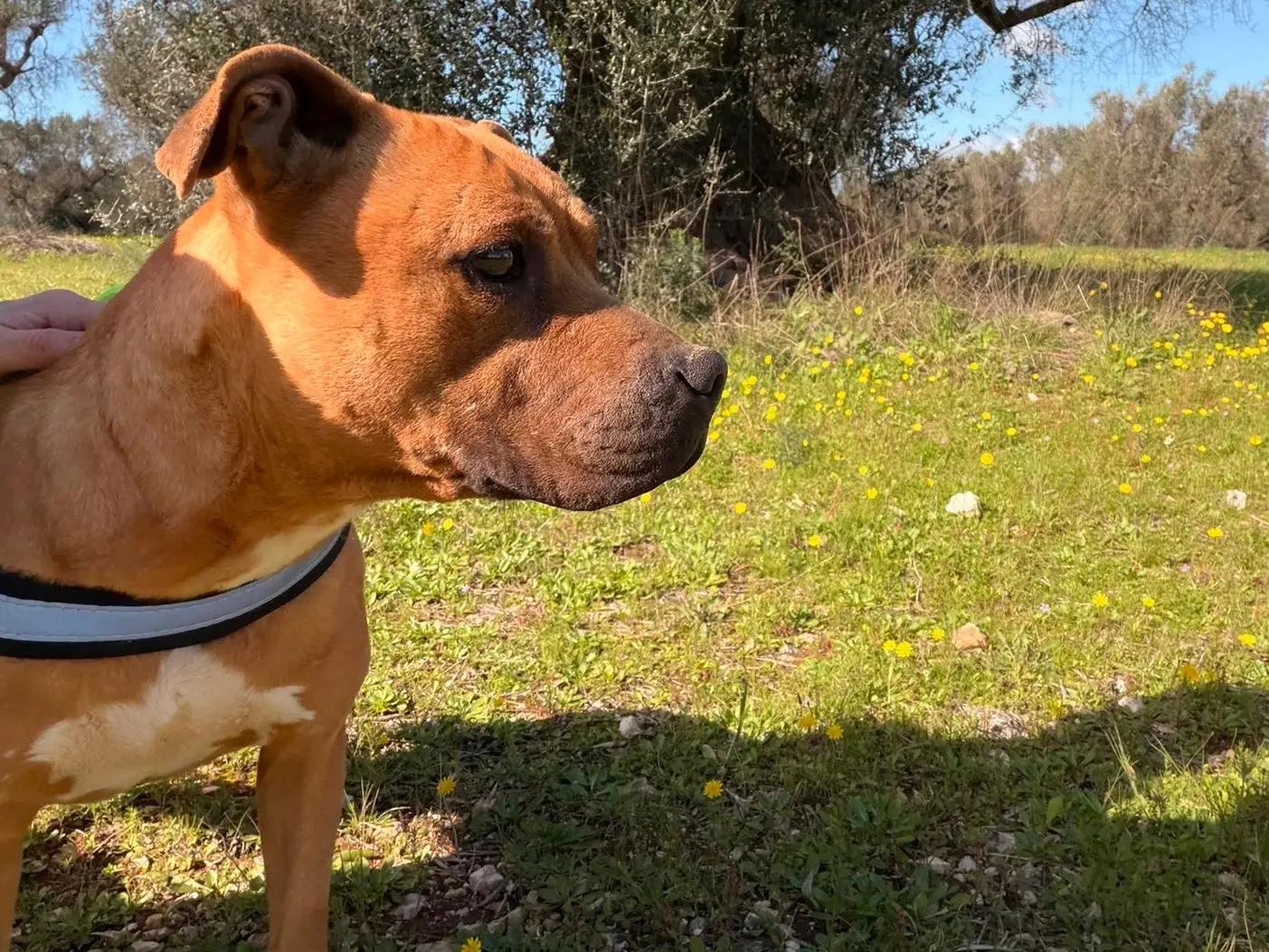 Adotta un cane, femmina, 4 anni e 6 mesi, Taranto