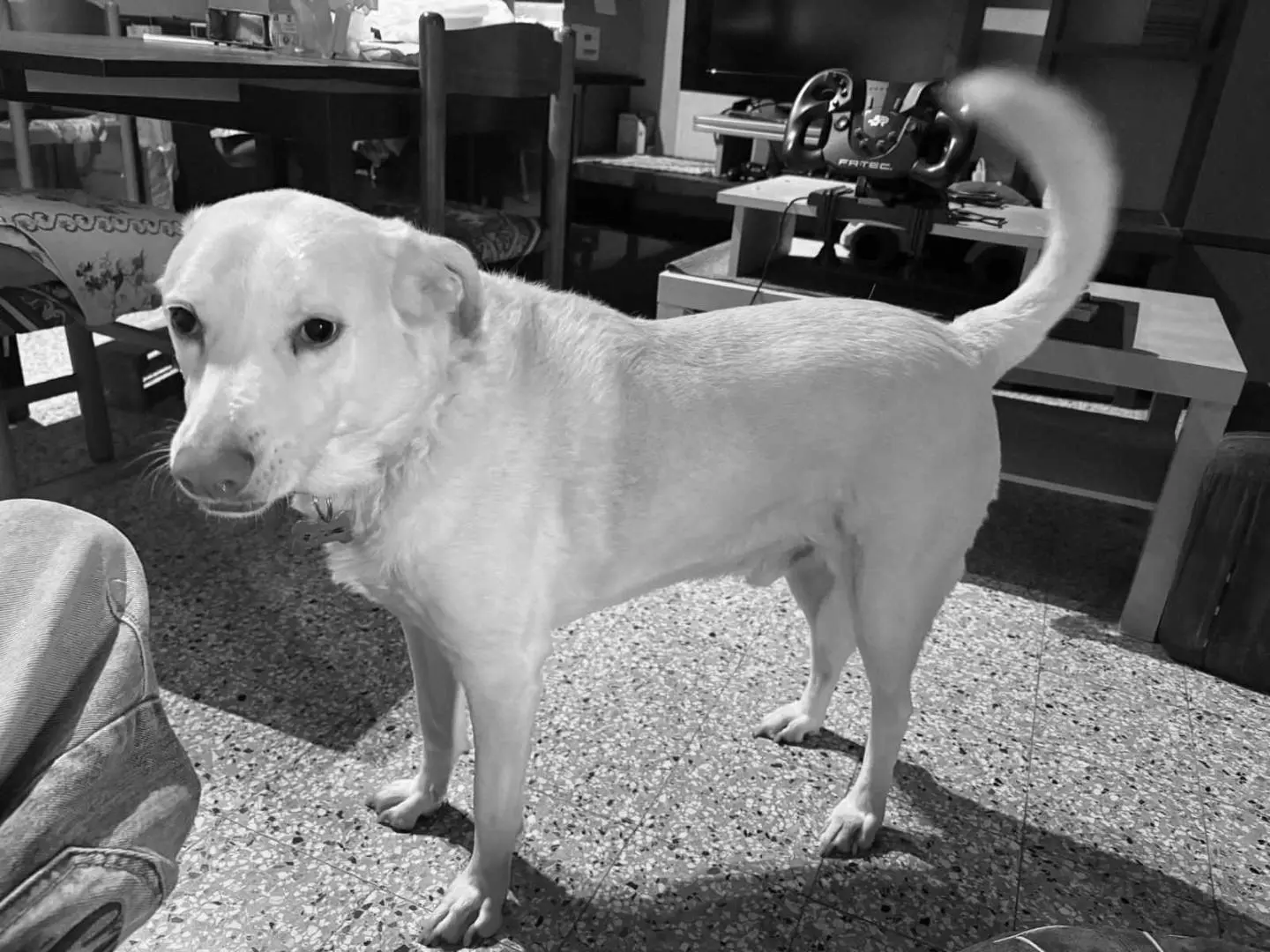 Adotta un cane, maschio, 8 anni e 9 mesi, Bologna