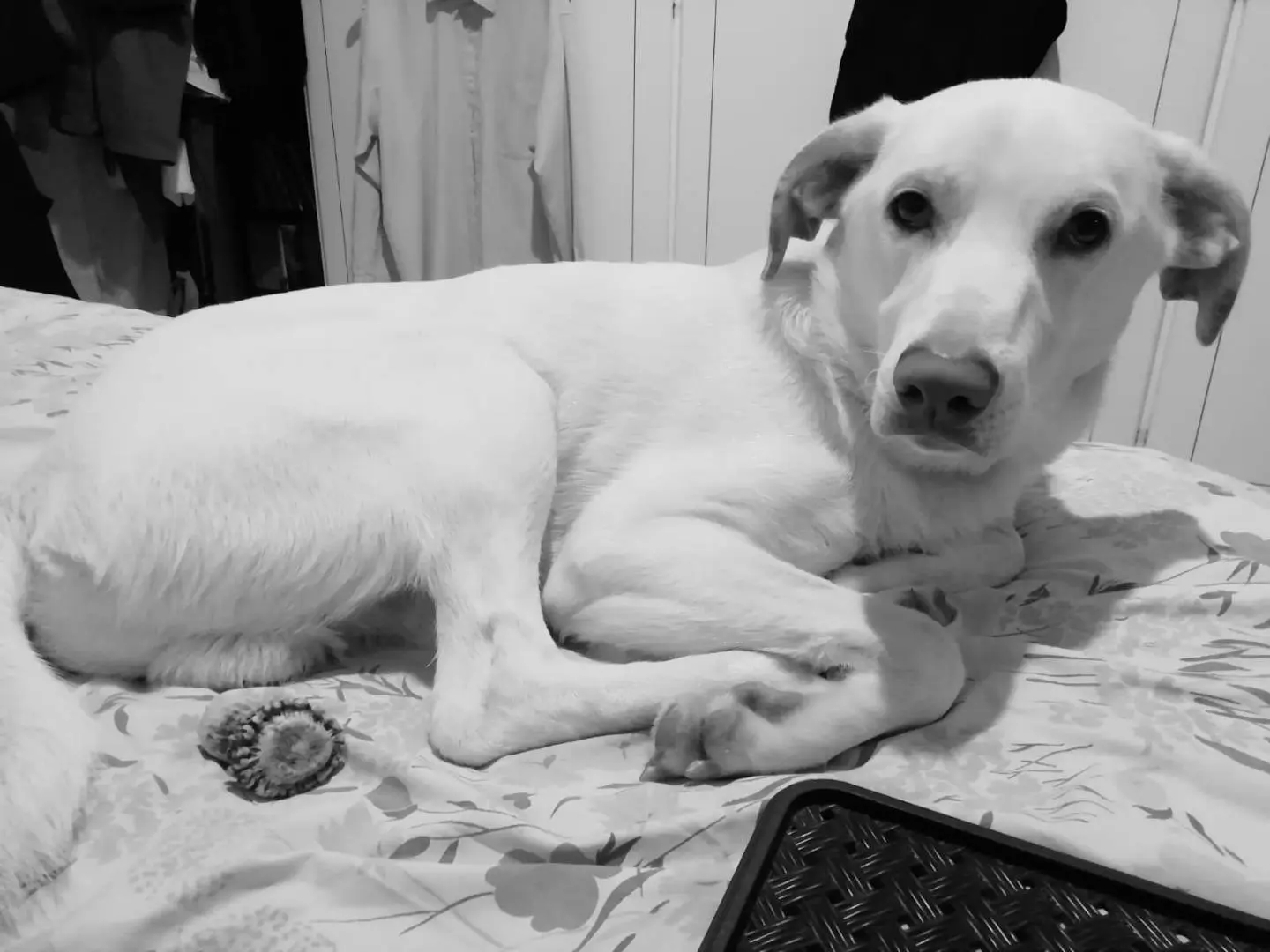 Adozione cane, maschio, Labrador Retriever Razza sconosciuta, 8 anni e 9 mesi, taglia grande, Bologna