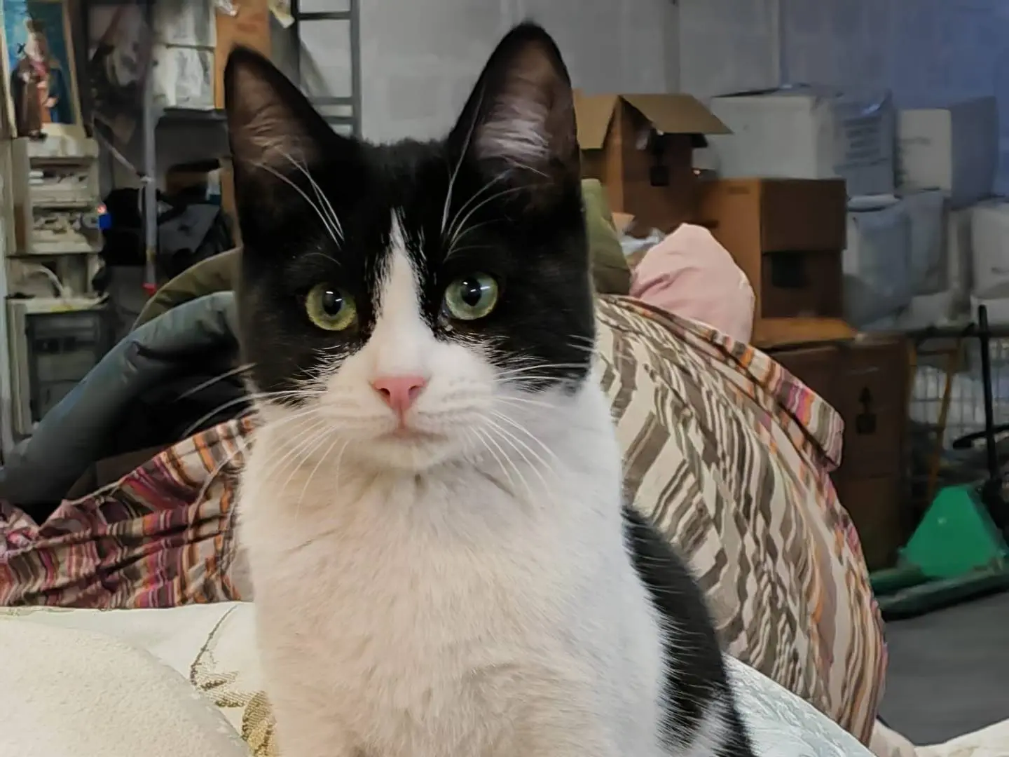 Adotta un gatto, maschio, 4 anni e 7 mesi, Genova