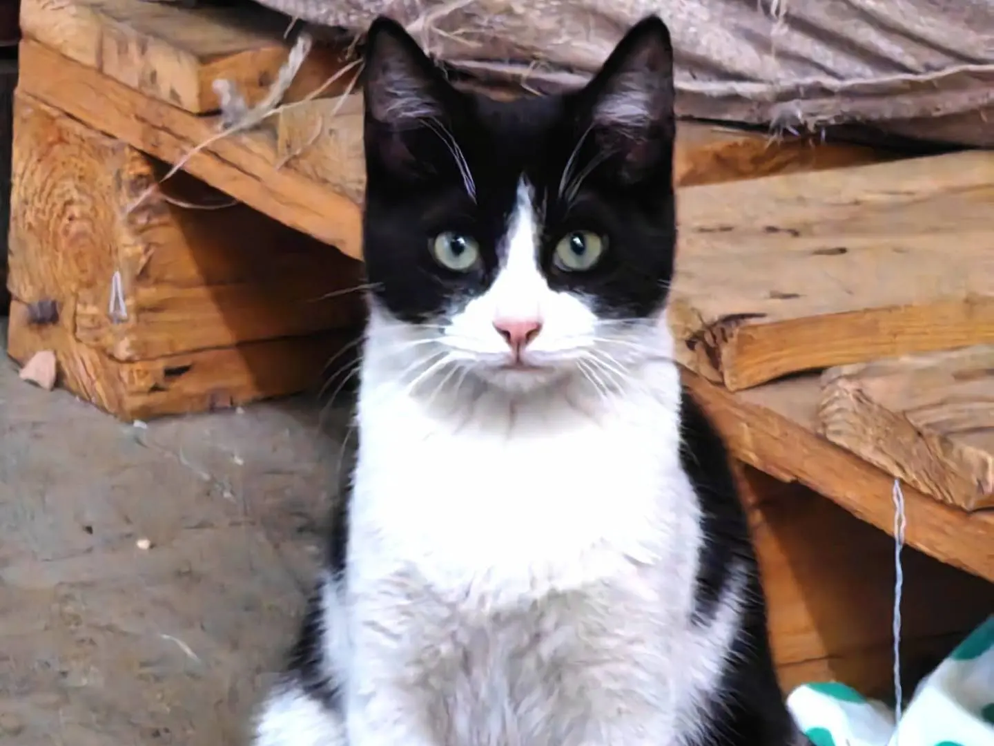 Adotta il gatto Zipper a Genova