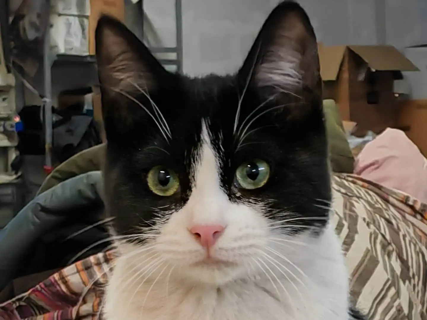Adozione gatto, maschio, Razza sconosciuta Razza sconosciuta, 4 anni e 7 mesi, taglia non valida, Genova