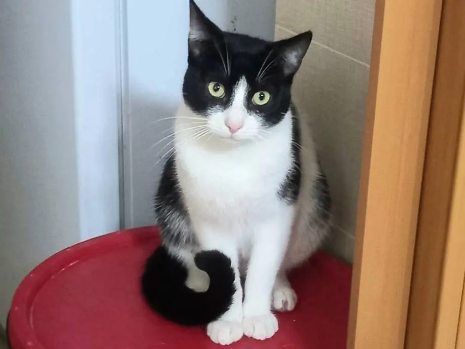Vuoi adottare un gatto a Genova?