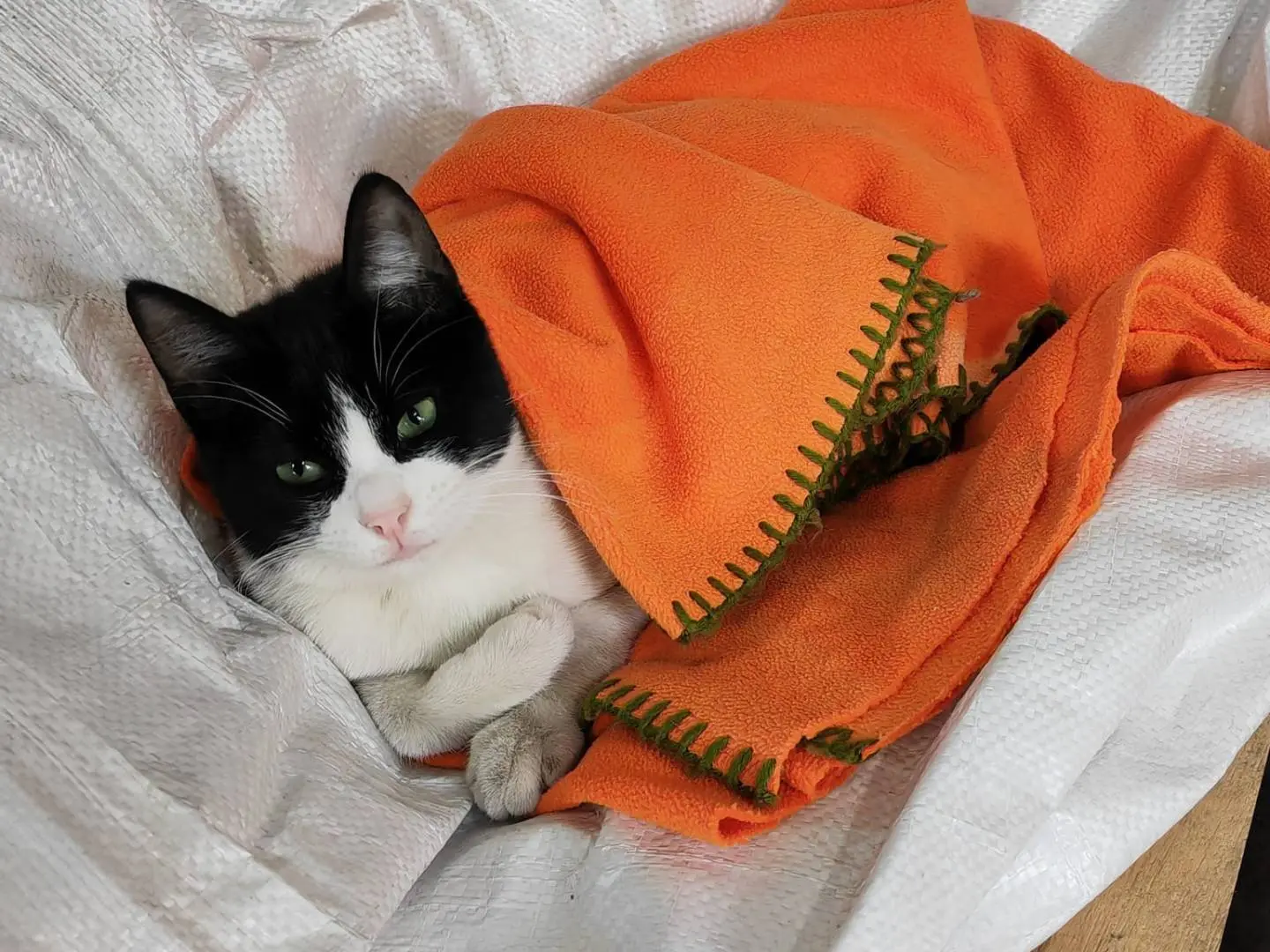 Adotta un gatto, taglia non valida, maschio, Genova