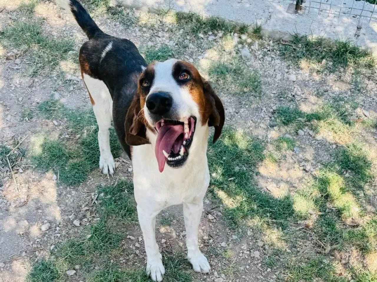 Vuoi adottare un cane a Matera?