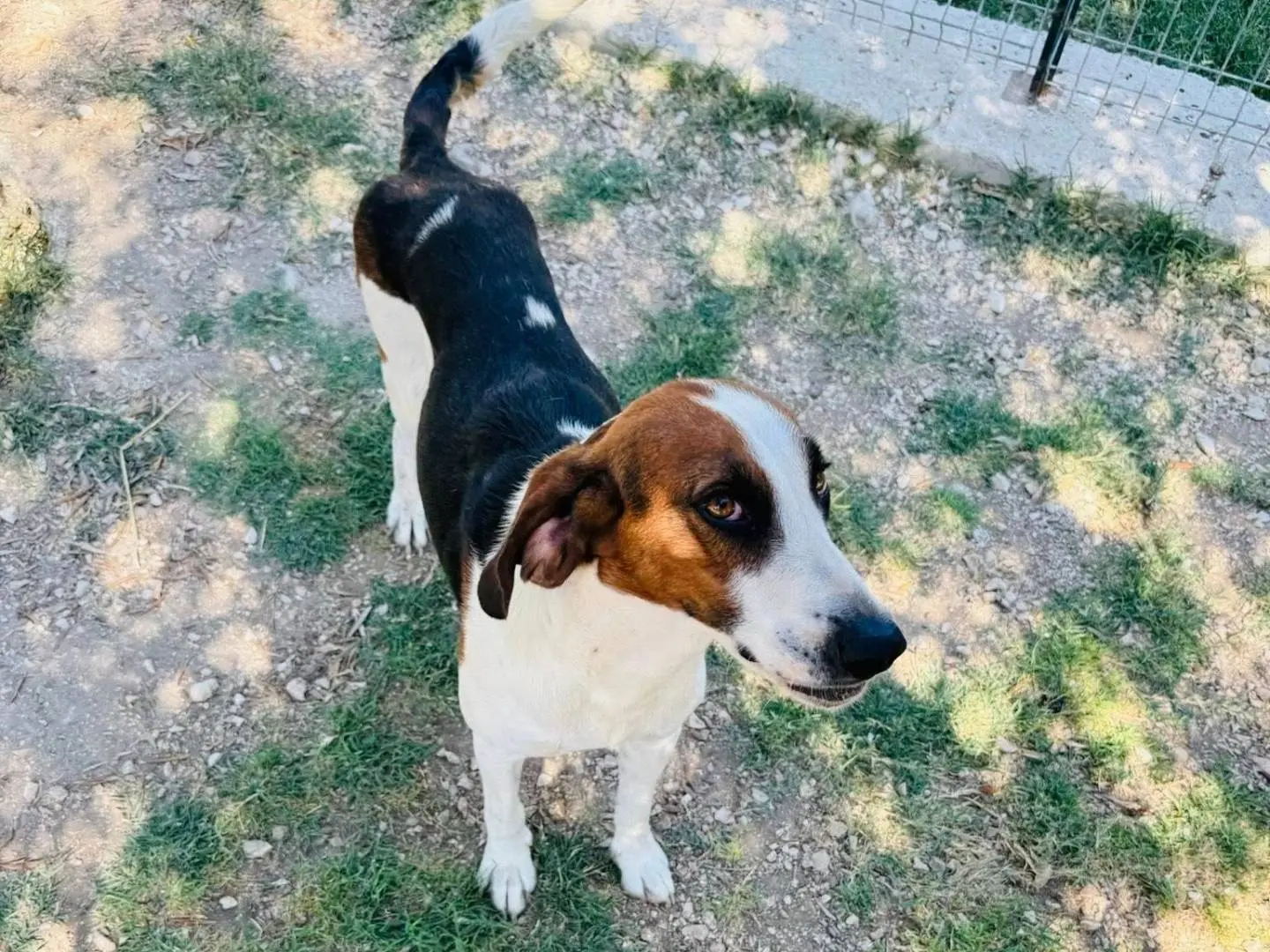 Adotta un cane, maschio, 6 anni e 4 mesi, Matera