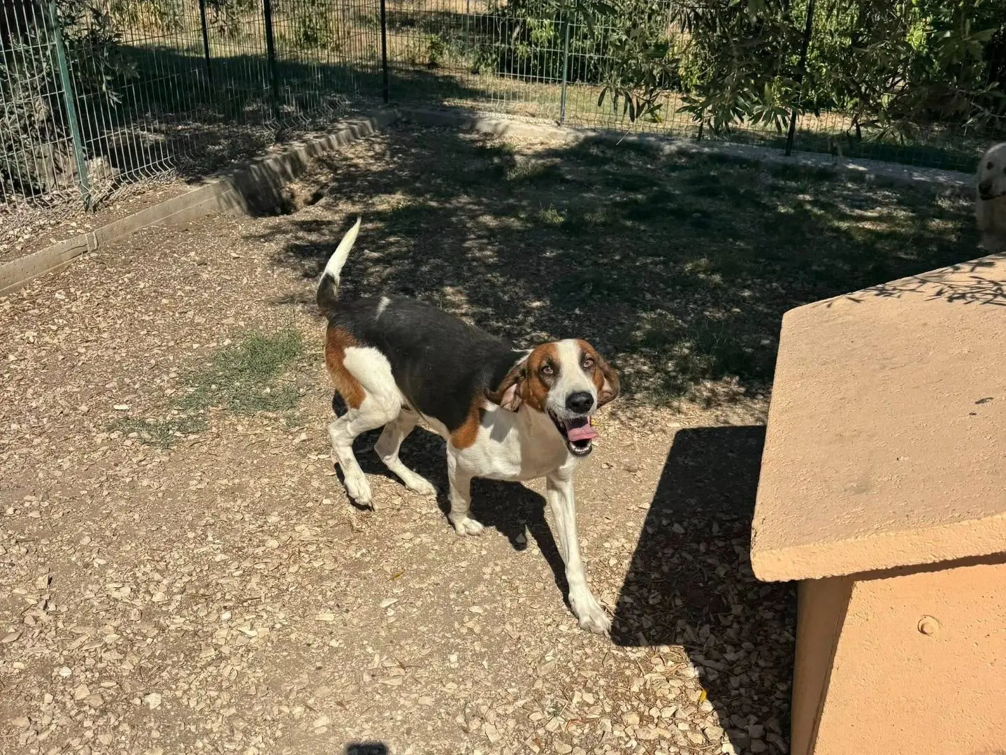 Adozione cane, maschio, Segugio Razza sconosciuta, 6 anni e 4 mesi, taglia media, Matera