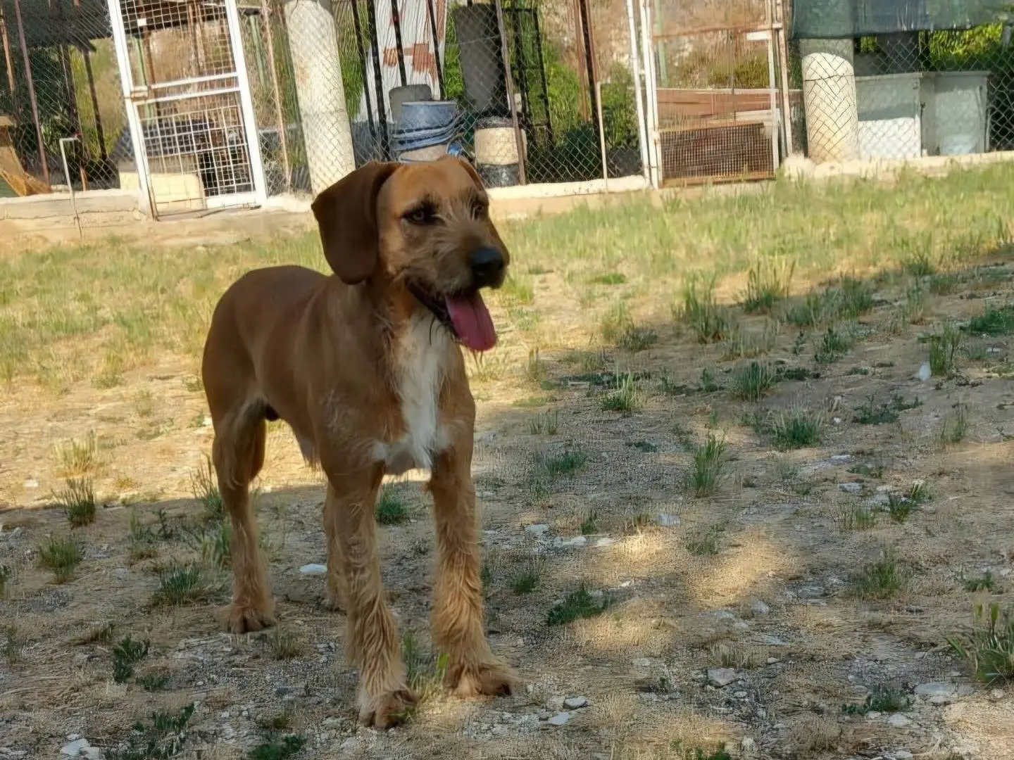 Foto 3 dell'animale