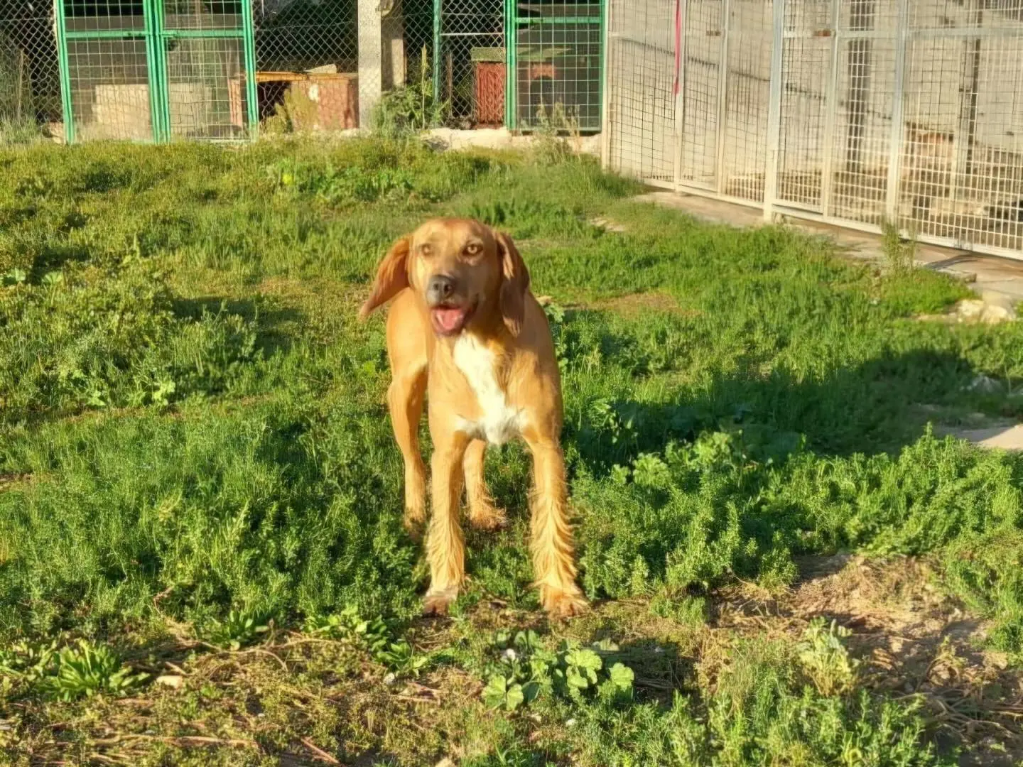 Adotta un cane, maschio, 4 anni e 8 mesi, Terni