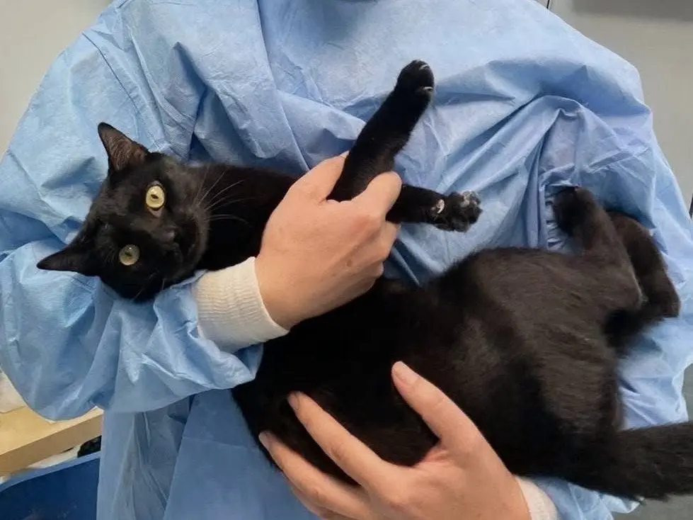 Adotta un gatto, maschio, 1 anno e 6 mesi, Matera