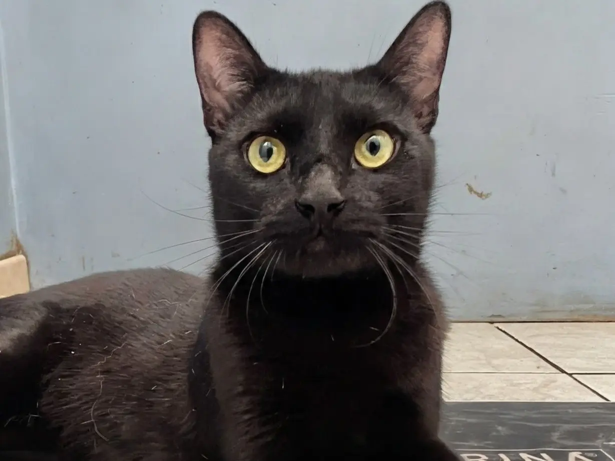 Adozione gatto, maschio, Razza sconosciuta Razza sconosciuta, 1 anno e 6 mesi, taglia non valida, Matera