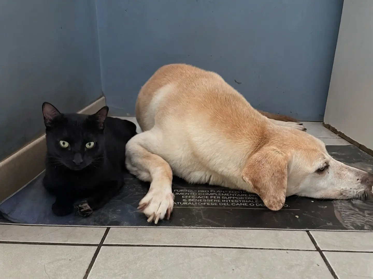 Vuoi adottare un gatto a Matera?