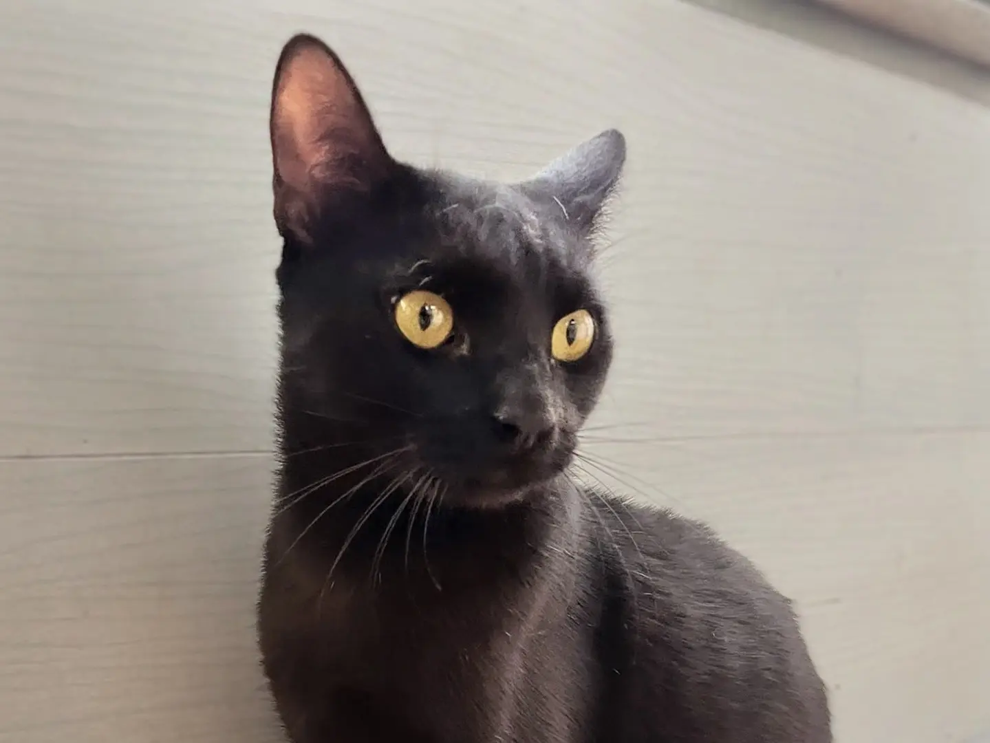 Adotta un gatto, taglia non valida, maschio, Matera