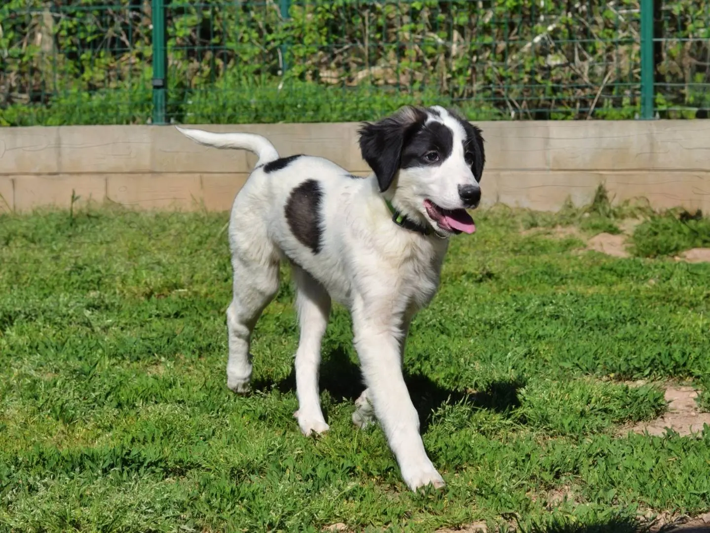 Adozione cane, femmina, Razza sconosciuta Razza sconosciuta, 8 mesi, taglia grande, Varese