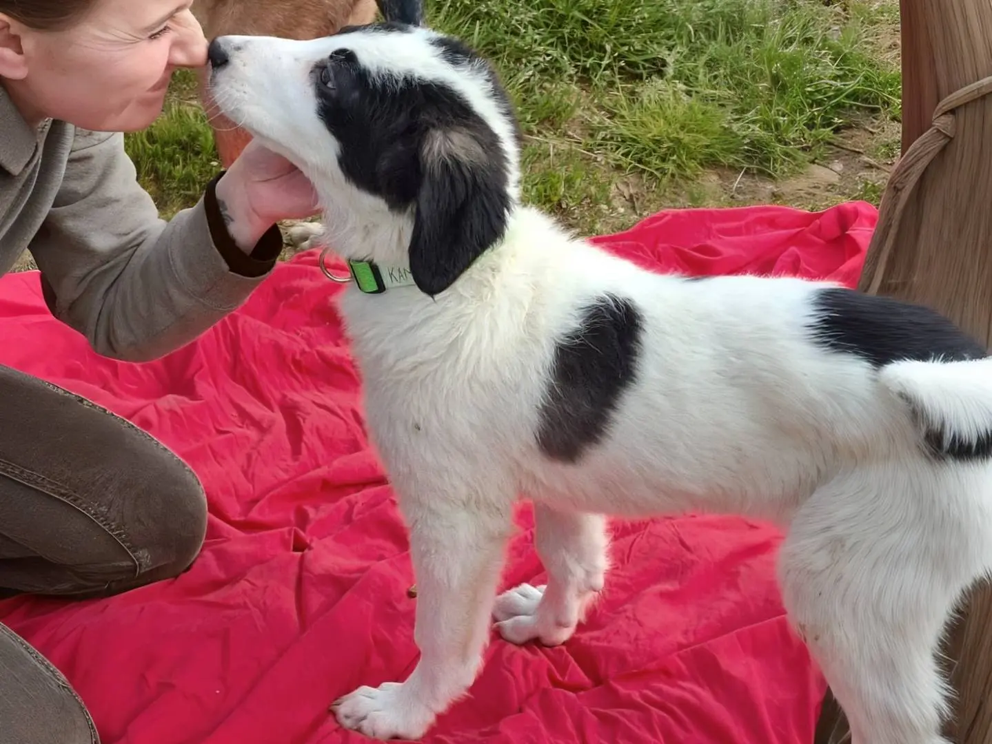 Adotta un cane, femmina, 8 mesi, Varese