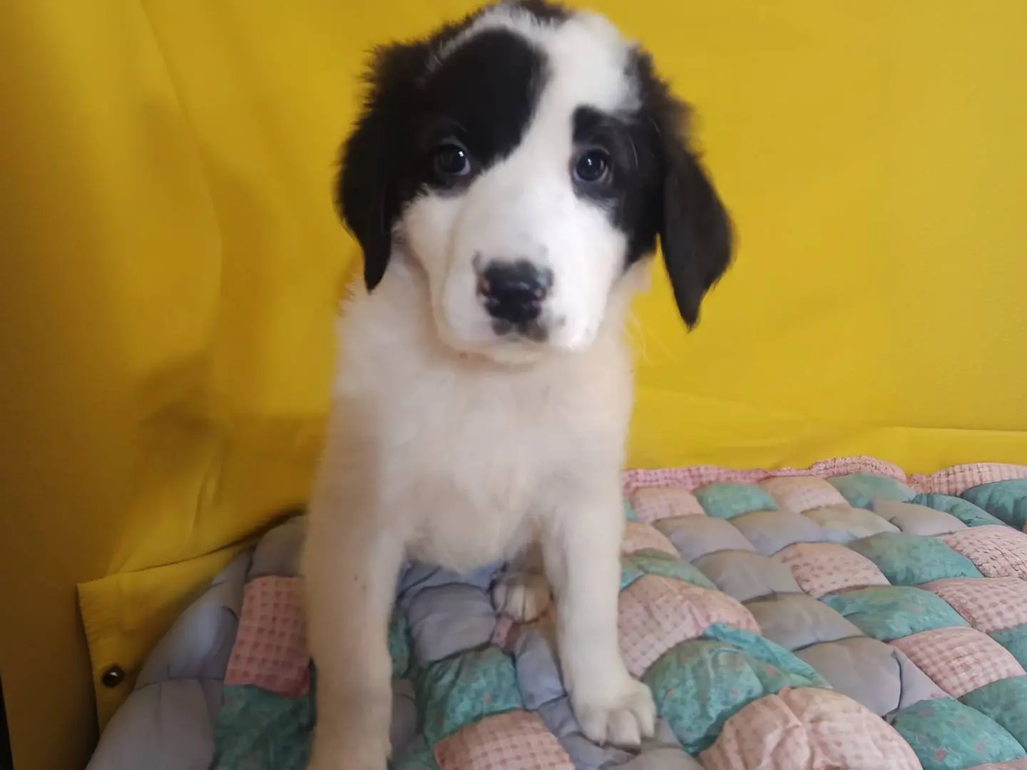 Adotta un cane, taglia grande, femmina, Varese