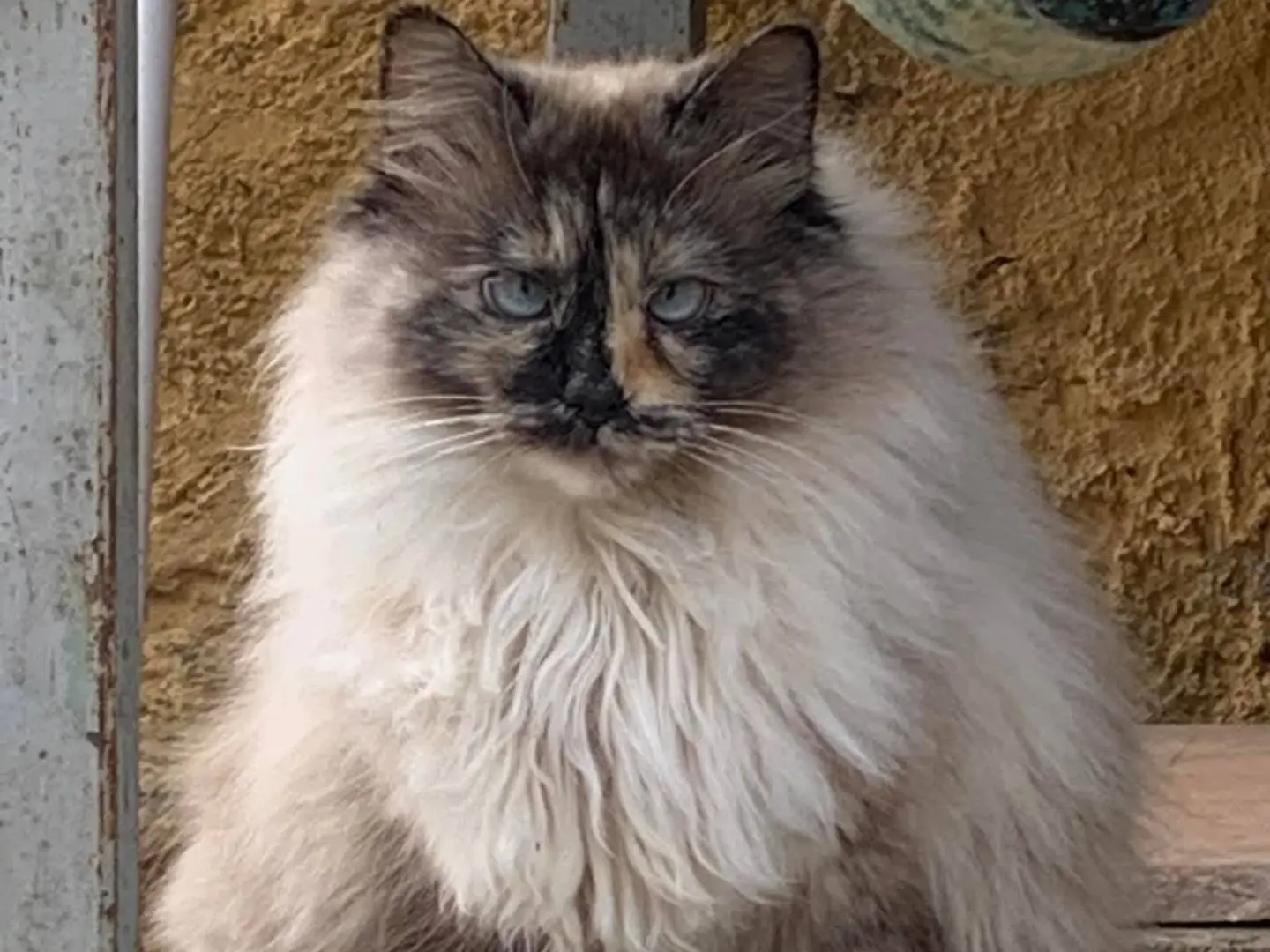 Adotta il gatto Fiocca a Salerno