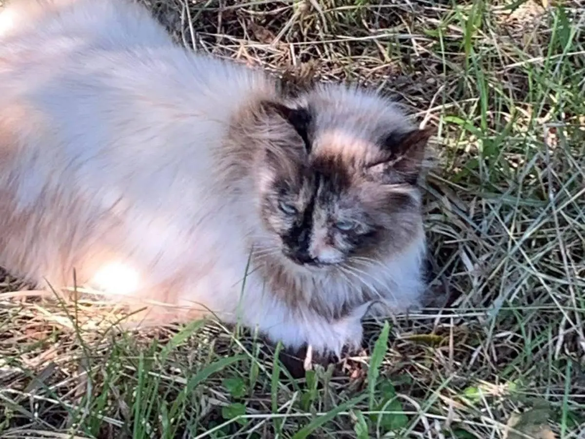 Vuoi adottare un gatto a Salerno?