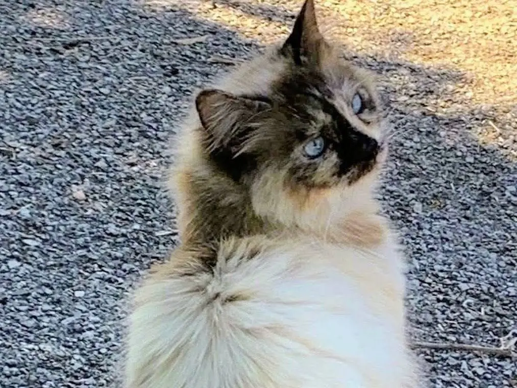 Adotta un gatto, taglia non valida, femmina, Salerno