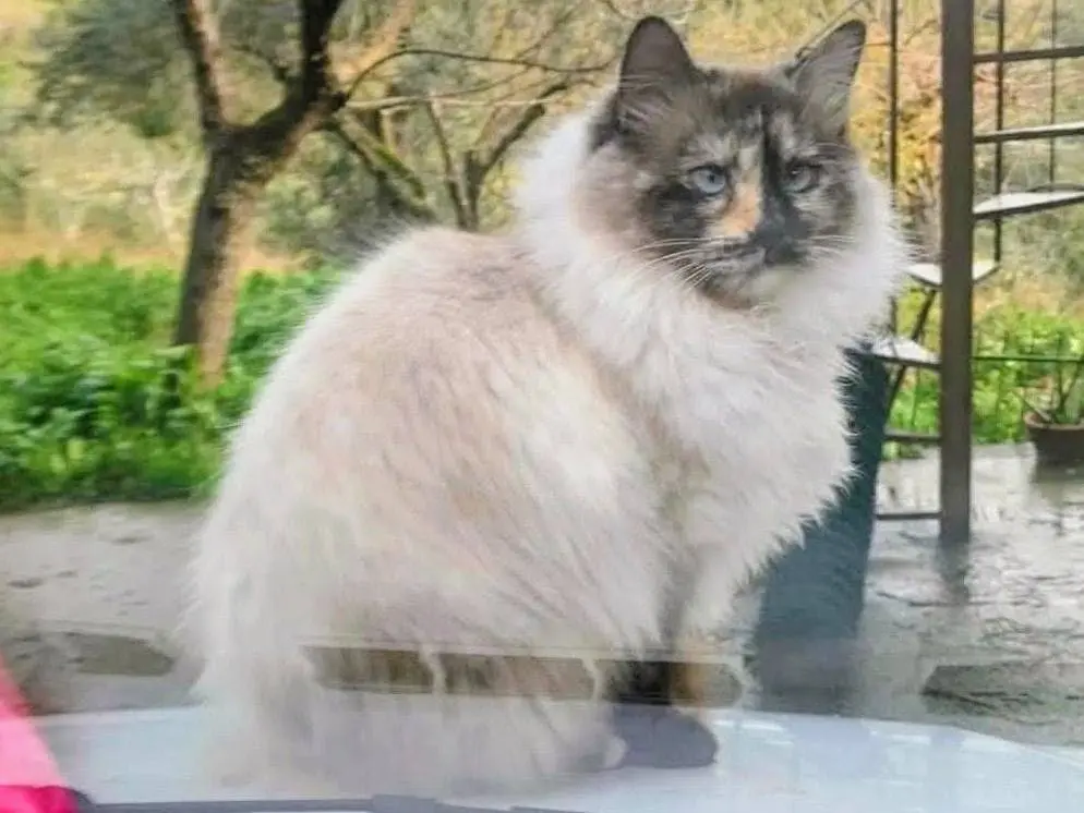 Adotta un gatto, femmina, 2 anni e 8 mesi, Salerno