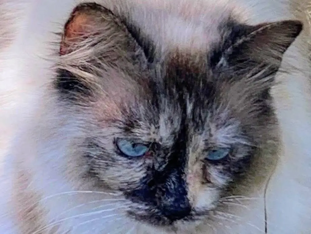 Adozione gatto, femmina, Norvegese delle Foreste Razza sconosciuta, 2 anni e 8 mesi, taglia non valida, Salerno