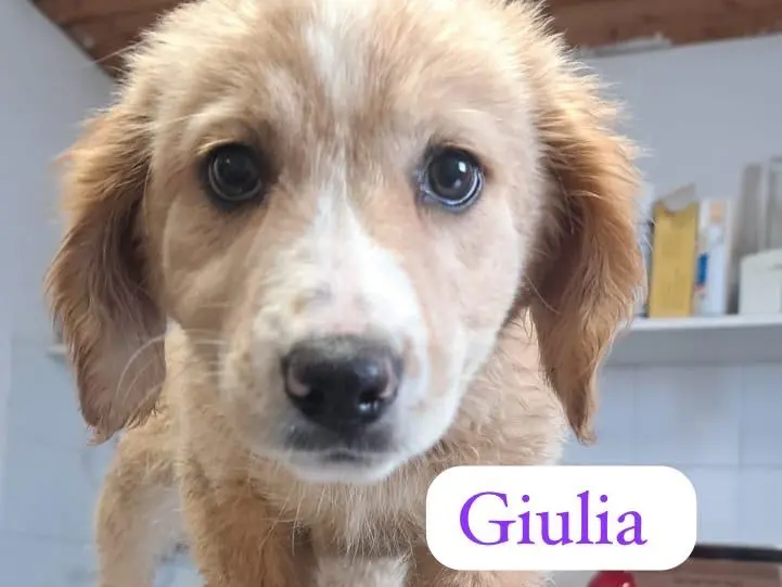 Adozione cane, femmina, Razza sconosciuta Razza sconosciuta, 1 anno e 7 mesi, taglia media, Ragusa