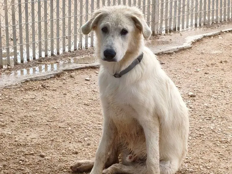 Foto 3 dell'animale